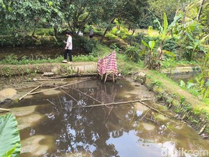 Ikan Mati Massal Usai Ratusan Kolam di Tasikmalaya Tercemar Air Lindi