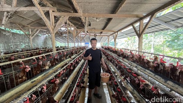 Usaha Ayam Petelur di Kabupaten Bekasi