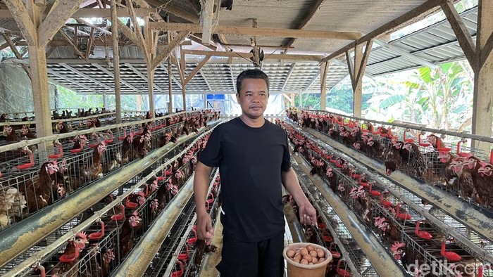 Usaha Ayam Petelur di Kabupaten Bekasi