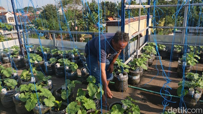 Warga Lamongan budidaya melon di rooftop