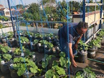 Warga Lamongan Sulap Rooftop Rumah Jadi Kebun Melon Produkitf