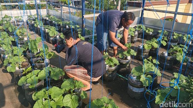 Warga Lamongan budidaya melon di rooftop Warga Lamongan budidaya melon di rooftop