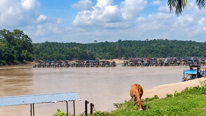 Aktivitas ratusan rakit tambang emas ilegal beroperasi di Tebo, Jambi,