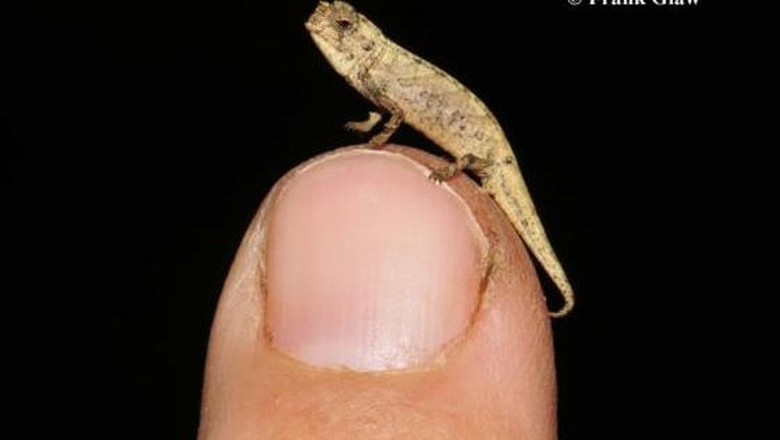 Brookesia B. nana.