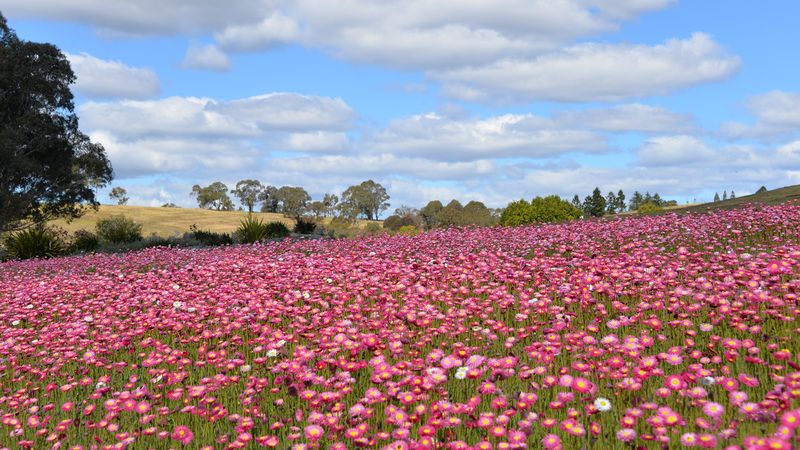 Destination New South Wales