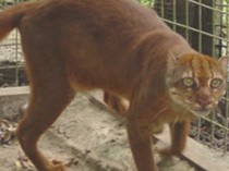 Mengenal Kucing Merah, Si Misterius dari Hutan Kalimantan