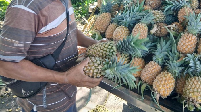 Nanas Bolaang Mongondow