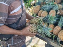 Ini Dia Daerah Penghasil Nanas Terbaik di Sulawesi Utara