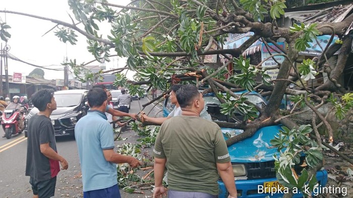 Pohon kicopong setinggi 8 meter tumbang di Simpang Talang, Bogor, menimpa kios dan angkot. (Dok. Istimewa)