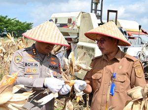 Dukung Swasembada Pangan, Polda Riau Panen Jagung 4 Hektare di Pekanbaru