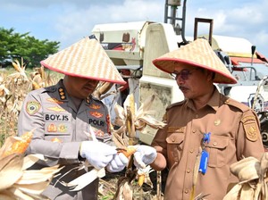 Dukung Swasembada Pangan, Polda Riau Panen Jagung 4 Hektare di Pekanbaru