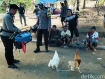 Polisi Gerebek Arena Judi Sabung Ayam di Polman, 7 Orang Ditangkap