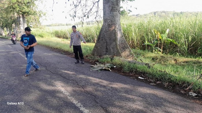 Polisi sedang melakukan olah TKP insiden buruh pabrik tewas tertimpa cabang pohon randu saat hendak berangkat kerja, Selasa (23/6)