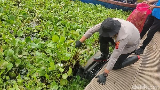 Proses pembersihan eceng gondok di Waduk Jangari