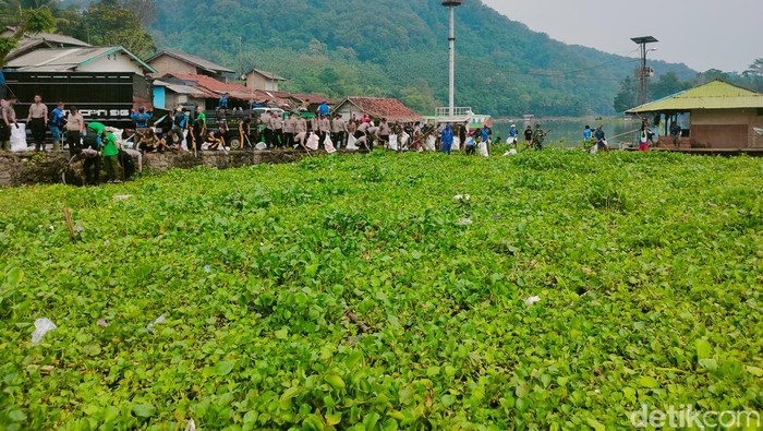 Proses pembersihan eceng gondok di Waduk Jangari