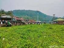 Waduk Jangari Kembali Bernapas, Puluhan Ton Eceng Gondok Disingkirkan