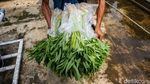 Rooftop Parkir Kantor Wali Kota Jakbar Disulap Jadi Kebun Sayur