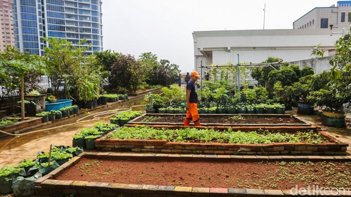 Petugas Penanganan Prasarana dan Sarana Umum (PPSU) merawat tanaman di area rooftop parkir Kantor Wali Kota Jakarta Barat, Selasa (23/6/2026).