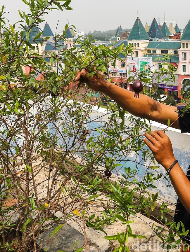 Rooftop Parkir Kantor Wali Kota Jakbar Disulap Jadi Kebun Sayur
