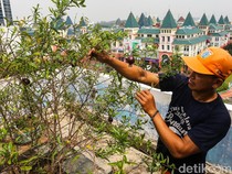 Rooftop Parkir Kantor Wali Kota Jakbar Disulap Jadi Kebun Sayur