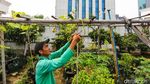 Rooftop Parkir Kantor Wali Kota Jakbar Disulap Jadi Kebun Sayur