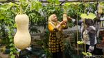 Rooftop Parkir Kantor Wali Kota Jakbar Disulap Jadi Kebun Sayur