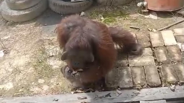 Tangkapan layar video orang utan masuk ke pekarangan rumah warga di Kutai Timur.