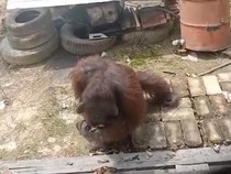 Orang Utan Masuk Permukiman, Polisi: Jangan Tembak Pakai Senapan!