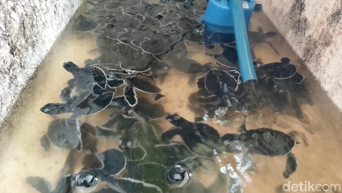 Tukik Penyu di penangkaran.
