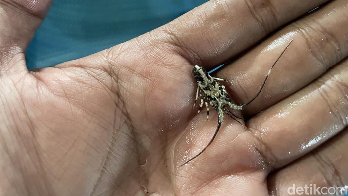 Aep Saepudin pembudidaya Lobster Pangandaran