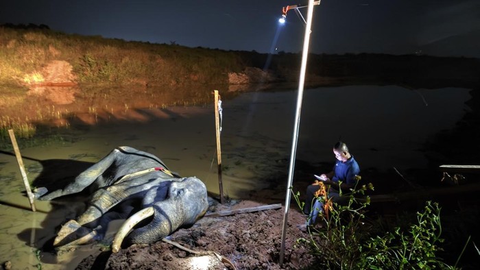 Gajah  di TN Way Kambas, Lampung Timur, berusia 42 tahun mati