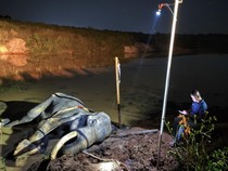 Kabar Sedih dari Way Kambas, Gajah Jantan Bernama Indra Mati