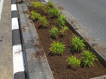 Waduh! Tanaman Hias di Taman Baru Maguwoharjo Jadi Langganan Maling
