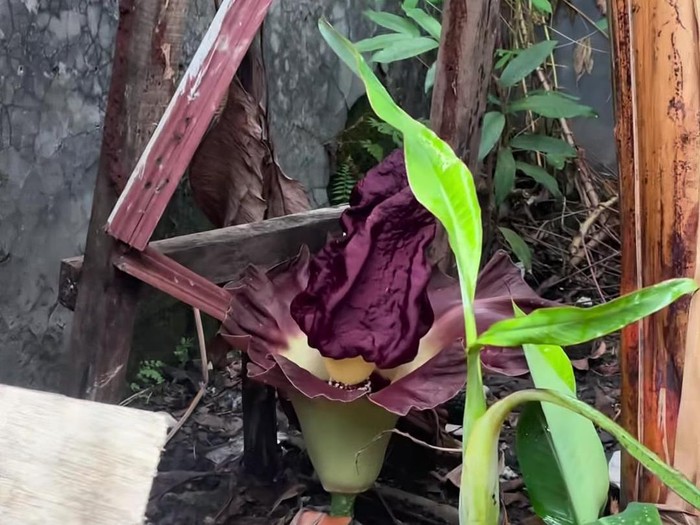 Penemuan bunga bangkai atau tanaman suweg di Depok