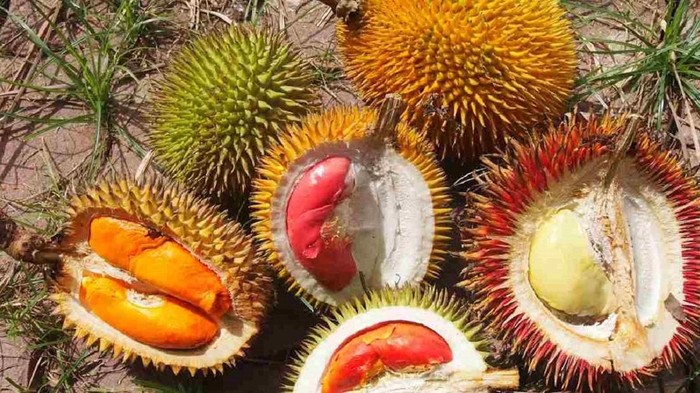 Ragam durian Kalimantan.