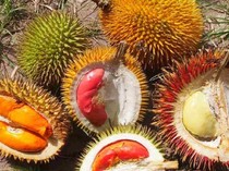Mengenal Ragam Durian Liar di Kalimantan, Ada yang Berdaging Merah