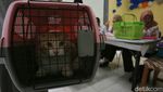 Vaksinasi Rabies Gratis di Menteng, Dukung Target Indonesia Bebas Rabies 2030