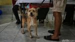 Vaksinasi Rabies Gratis di Menteng, Dukung Target Indonesia Bebas Rabies 2030