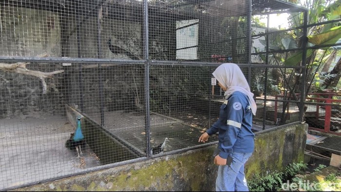 Suasana kebun binatang mini di SPBU Pertamina 44.506.01 Harjosari, Bawen, Kabupaten Semarang, Rabu (24/6/2026).