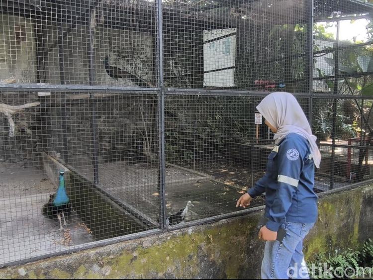 Senangnya Warga Bisa Healing di Mini Zoo SPBU Harjosari Semarang