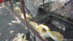 Senangnya Warga Bisa Healing di Mini Zoo SPBU Harjosari Semarang