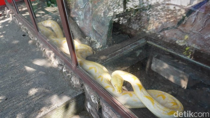 Penampakan mini zoo di SPBU SPBU Pertamina 44.506.01 Harjosari, Bawen, Semarang, Rabu (24/6/2026).