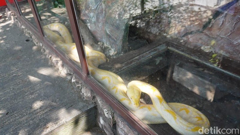 Penampakan mini zoo di SPBU SPBU Pertamina 44.506.01 Harjosari, Bawen, Semarang, Rabu (24/6/2026).