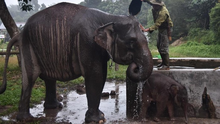 An elephant caretaker bathes 55-year-old mother Sumatran elephant Ria and her 15-day-old female calf, Nona Seroja, born on June 10, 2026, at the Flying Squad Camp in Tesso Nilo National Park, Riau, on June 24, 2026. (Photo by WAHYUDI / AFP)