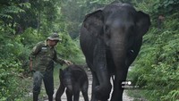 Saat Warganet Jatuh Hati pada Nona Seroja, Bayi Gajah di TN Tesso Nilo