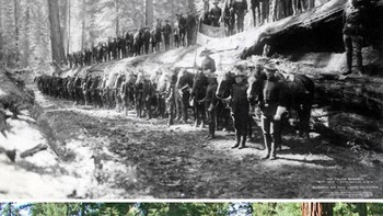The Fallen Monarch, Yosemite - 1899 dan Saat Ini. Kondisi pohon tumbang bikin tercengang. Foto: Boredpanda