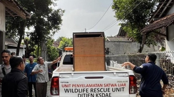 Evakusi Kasuari yang berada di kawasan pemukiman di daerah Ngaglik, Sleman, Kamis (25/6)