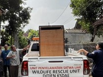 Viral Seekor Kasuari Berkeliaran di Permukiman Ngaglik Sleman