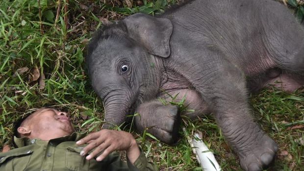 Gajah Nona Seroja di TN Tesso Nilo