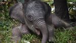 Nona Seroja, Bayi Gajah Sumatra yang Mencuri Perhatian